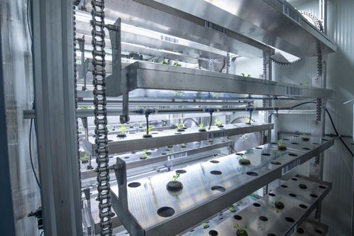 聚焦農(nóng)業(yè)科技創(chuàng)新 植物工廠種出智慧菜——重慶技術服務引領產(chǎn)業(yè)變革